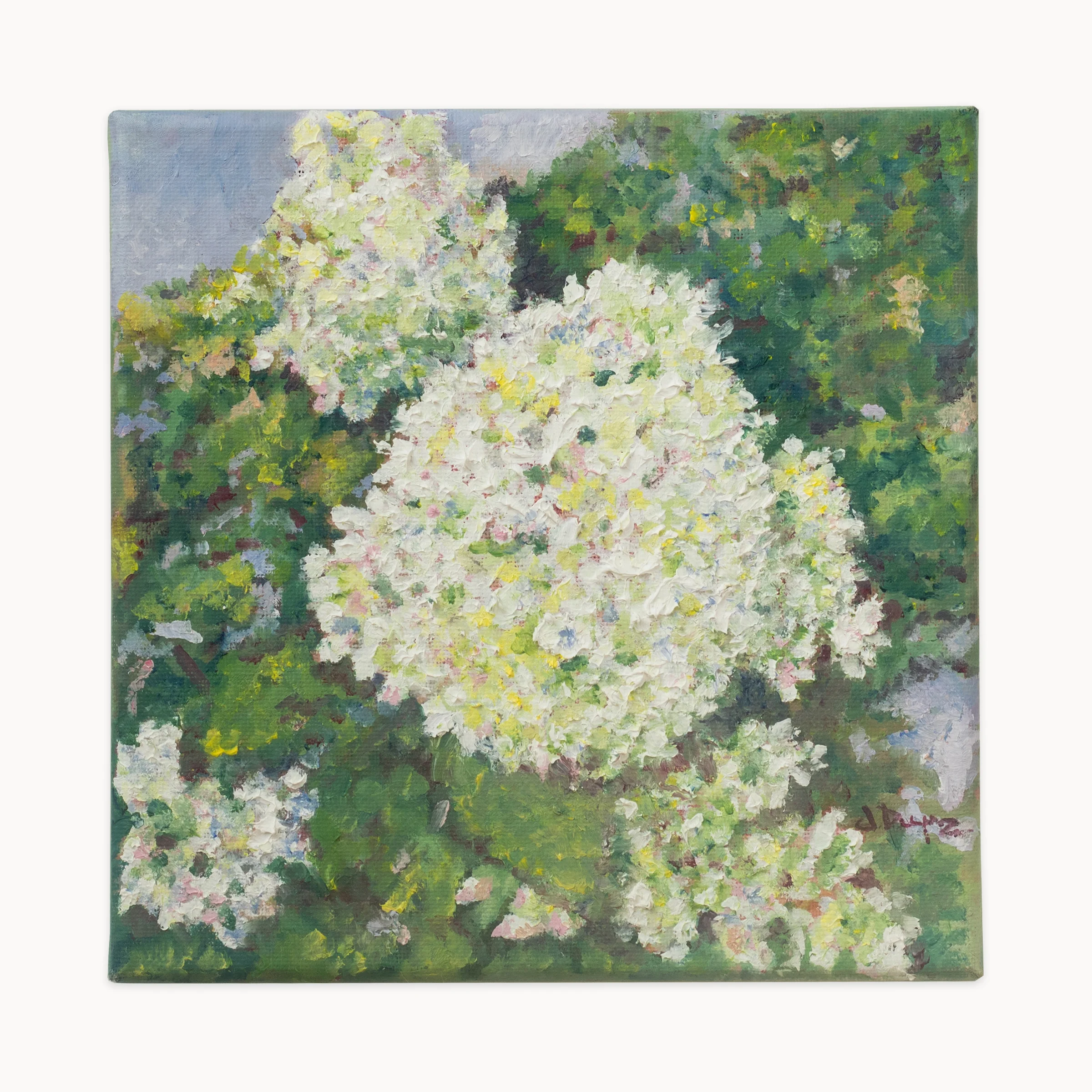 Hydrangea Paniculata, Óleo sobre lienzo, 20 × 20 cm, fotografía 1